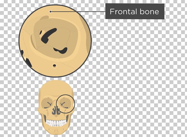 The Human Skull Orbit Anatomy Sphenoid Bone PNG, Clipart, Anatomy, Bone, Ear, Ethmoid Bone, Face Free PNG Download