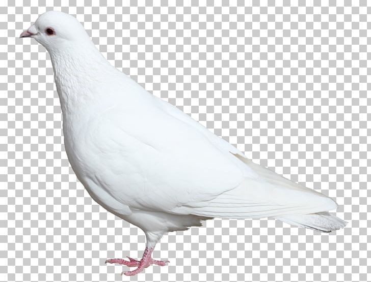 Domestic Pigeon Columbidae Bird PNG, Clipart, Animals, Beak, Bird, Clip Art, Clipping Path Free PNG Download