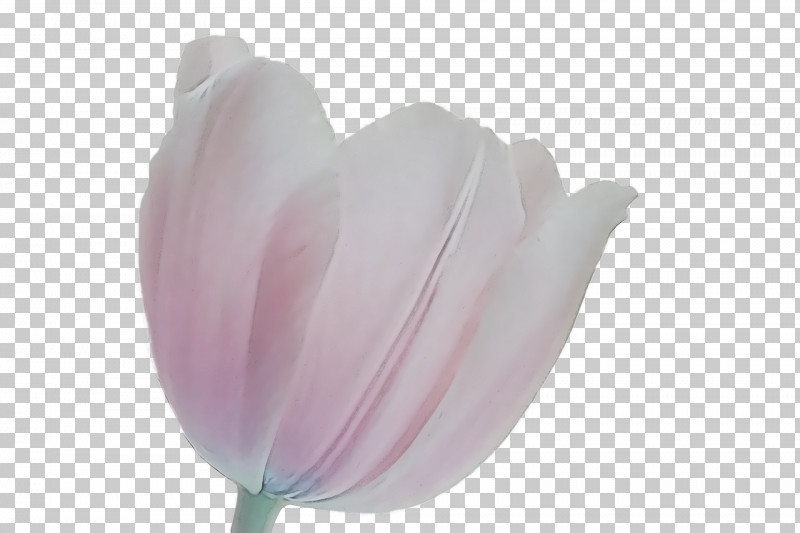 Tulip Petal Purple Close-up PNG, Clipart, Closeup, Petal, Purple, Tulip Free PNG Download