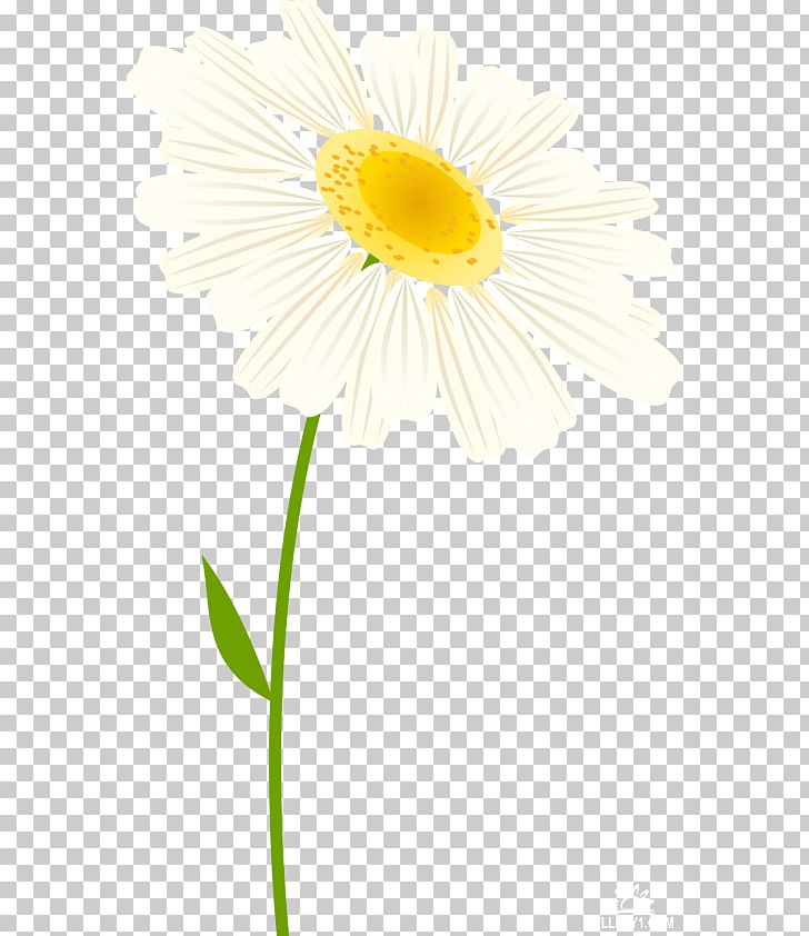 Common Daisy Oxeye Daisy Transvaal Daisy Cut Flowers Petal PNG, Clipart, Camomile, Closeup, Common Daisy, Cut Flowers, Daisy Free PNG Download