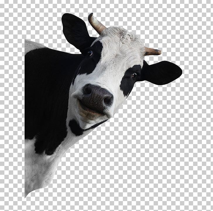 Holstein Friesian Cattle Stock Photography Dairy Cattle Grazing PNG, Clipart, Advertising, Agriculture, Calf, Cattle, Cattle Grazing Free PNG Download