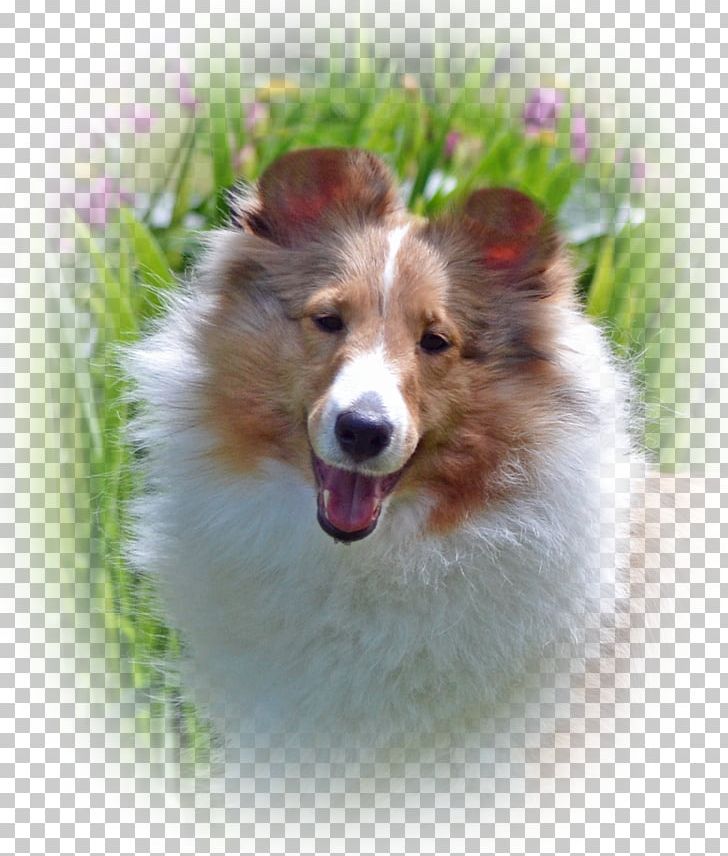 Shetland Sheepdog Icelandic Sheepdog Dog Breed Companion Dog Snout PNG, Clipart, Breed, Carnivoran, Collie, Companion Dog, Dog Free PNG Download