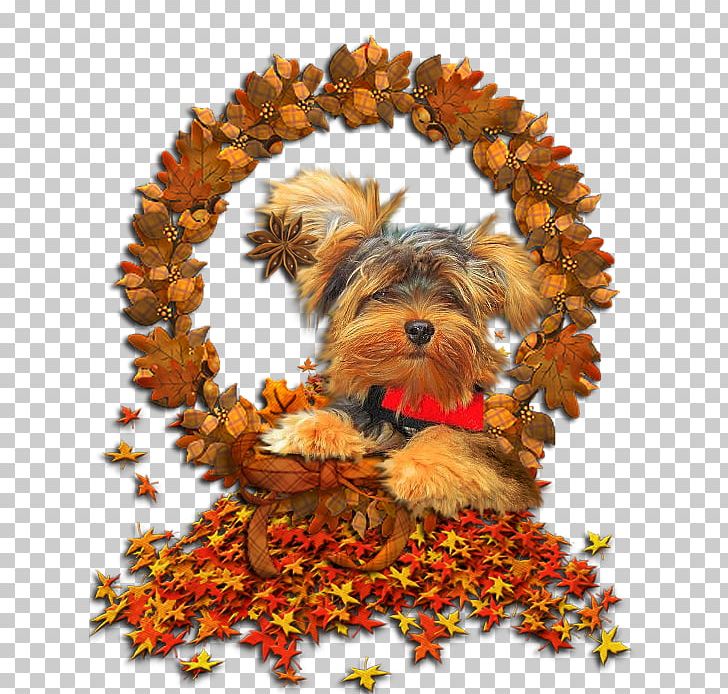 Yorkshire Terrier Autumn GIF Puppy PNG, Clipart, Animaatio, Author, Autumn, Carnivoran, Day Free PNG Download