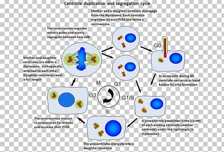 Centrosome Cycle Centrosome Duplication Animal PNG, Clipart, Animal, Area, Brand, Centrosome, Com Free PNG Download