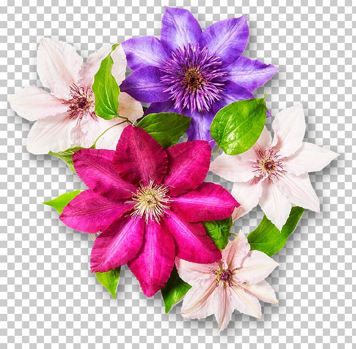 Cut Flowers Floral Design Garden Clematis Viticella PNG, Clipart, Clematis, Clematis Viticella, Cut Flowers, Floral Design, Flower Free PNG Download
