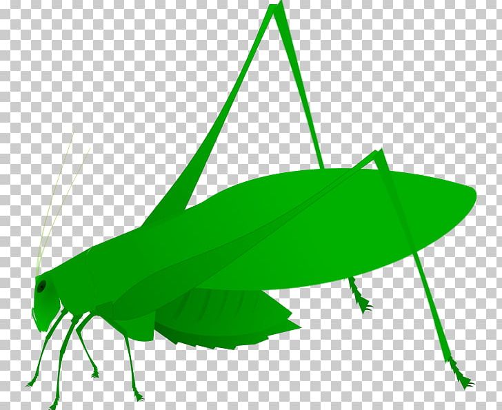 Grasshopper Insect Amblycorypha Oblongifolia Bush Crickets PNG, Clipart, Bush Crickets, Cricket, Cricket Like Insect, Fauna, Fly Free PNG Download
