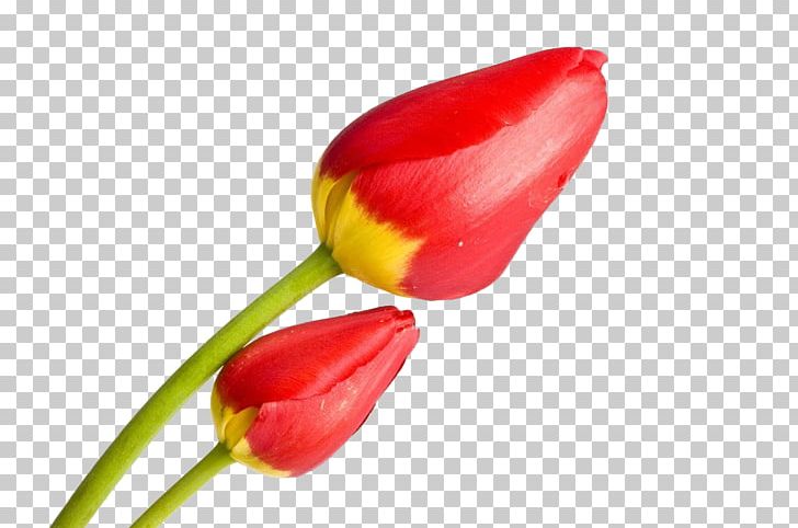 Red Tulip Photography PNG, Clipart, Clips, Concepteur, Designer, Download, Euclidean Vector Free PNG Download