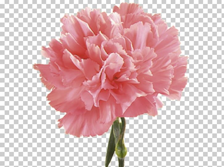 Roadrunner Florist Carnation Birth Flower Pink PNG, Clipart, Birth Flower, Carnation, Color, Contest, Cut Flowers Free PNG Download