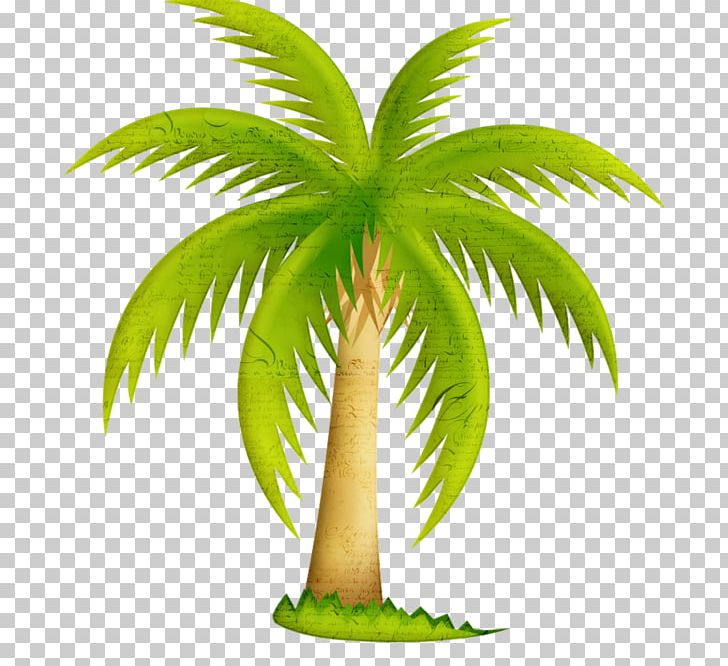 California Palm Palm Trees Mexican Fan Palm PNG, Clipart, Arecales, Coconut, Date Palm, Flowerpot, Frond Free PNG Download