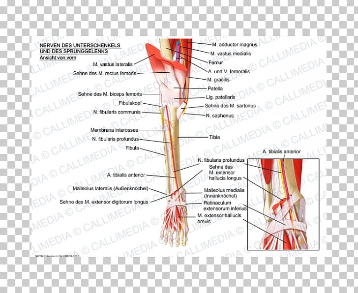 Muscle Nerve Anatomy Ankle Crus PNG, Clipart, Anatomy, Angle, Ankle, Anterior Compartment Of Leg, Area Free PNG Download
