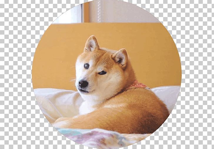 Shiba Inu Finnish Spitz Shikoku Dog Icelandic Sheepdog Puppy PNG, Clipart, Akita, Akita Inu, Animals, Bark, Carnivoran Free PNG Download