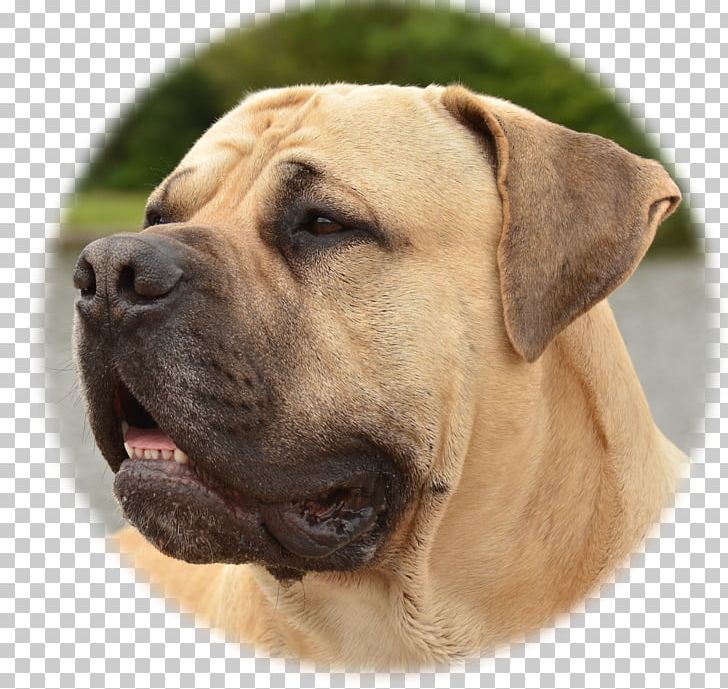 Boerboel Dog Breed Bullmastiff Broholmer Fila Brasileiro PNG, Clipart, Animal, Black Mouth Cur, Boerboel, Breed, Broholmer Free PNG Download