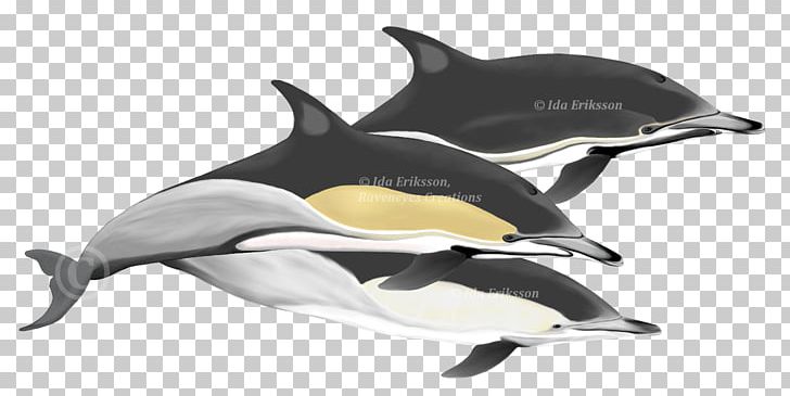 Short-beaked Common Dolphin Tucuxi Rough-toothed Dolphin Wholphin Spinner Dolphin PNG, Clipart, Animal Figure, Animals, Cetacea, Fauna, Flightless Bird Free PNG Download
