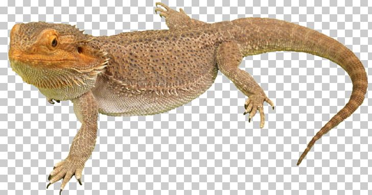 Agama Lizard Common Iguanas PNG, Clipart, Agama, Agamidae, Amphibian, Animals, Beard Free PNG Download