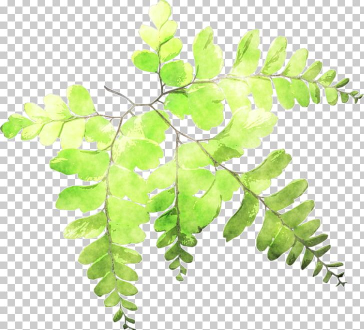Fern Leaf Plant Stem Watercolor Painting PNG, Clipart, Art, Branch, Color, Crape Myrtle, Drawing Free PNG Download