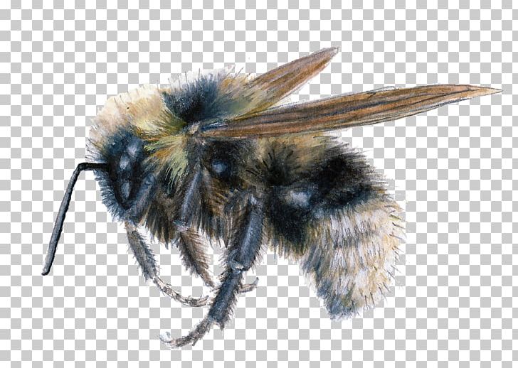 Insect Honey Bee Psithyrus Bombus Fernaldae PNG, Clipart, Animals, Arthropod, Bee, Bee Sting, Bombus Barbutellus Free PNG Download