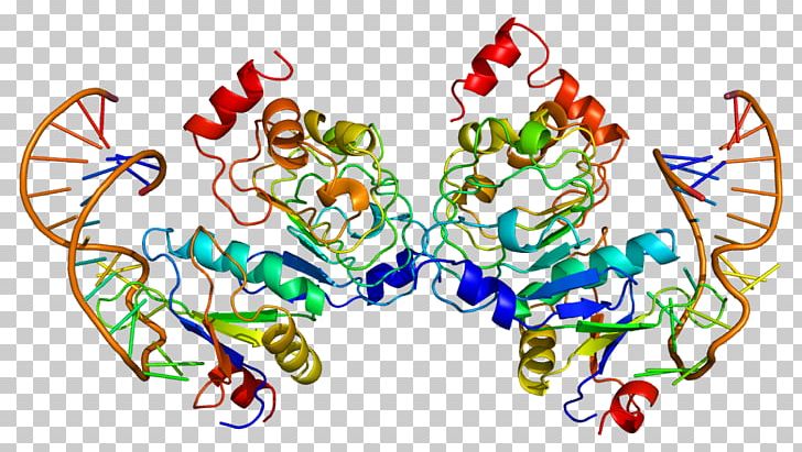 SNRPB2 Ribonucleoprotein SNRPA1 Gene PNG, Clipart, Art, Artwork, Miscellaneous, Others, Protein Free PNG Download
