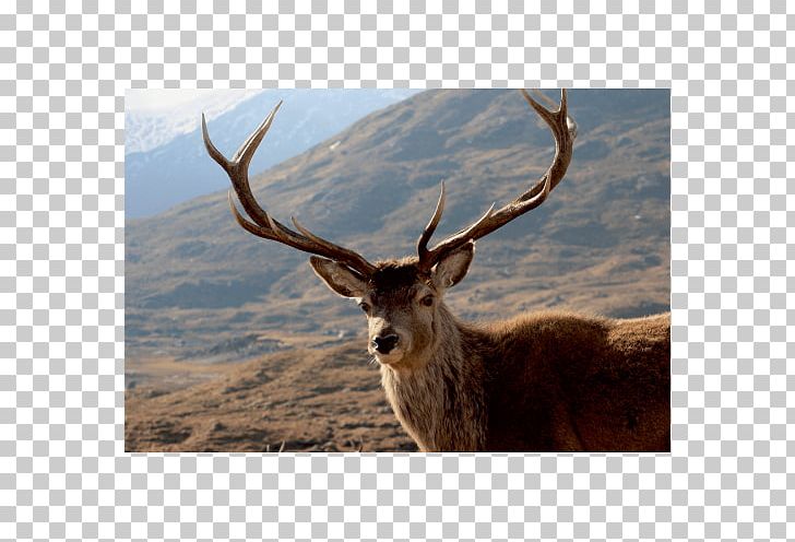 Elk Red Deer Antler White-tailed Deer PNG, Clipart, Animal, Animals, Animal Sauvage, Antler, Antlers Free PNG Download