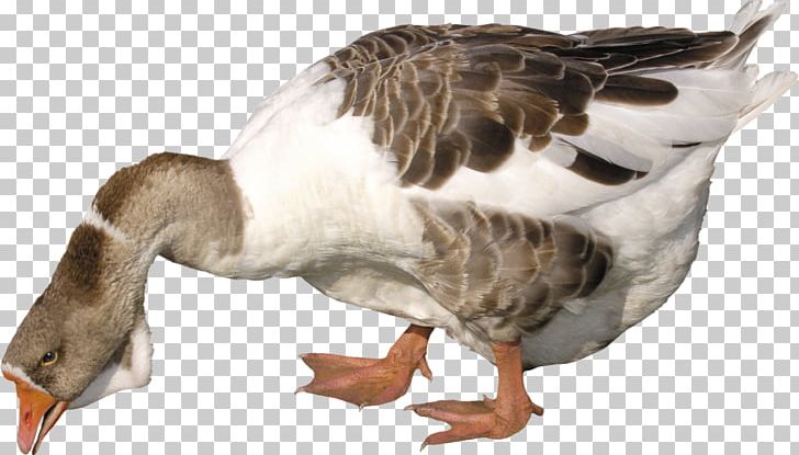 Goose Duck PNG, Clipart, Animals, Anser, Beak, Bird, Digital Image Free PNG Download