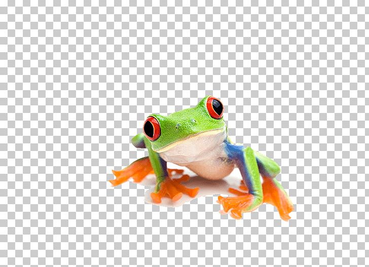 Red-eyed Tree Frog Amphibian Rainforest PNG, Clipart, Agalychnis, Amphibian, Animals, Closeup, Frog Free PNG Download