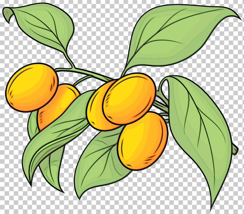 Leaf Plant Stem Citrus Tree Flower PNG, Clipart, Biology, Branching, Citrus, Flower, Fruit Free PNG Download