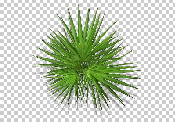 Arecaceae Asian Palmyra Palm Plant Flower Polyvore PNG, Clipart, Arecaceae, Arecales, Asian Palmyra Palm, Borassus, Borassus Flabellifer Free PNG Download