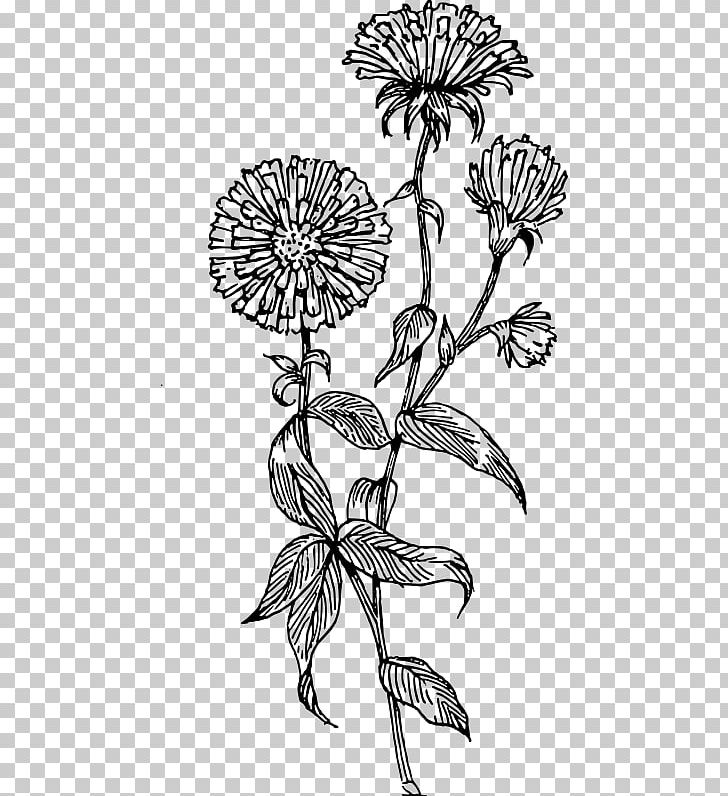 Flower Drawing Aster PNG, Clipart, Art, Artwork, Black And White, Botany, Branch Free PNG Download