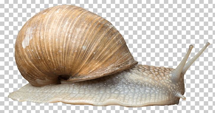 Pond Snails Gastropods Portable Network Graphics Snail Slime PNG, Clipart, Animal, Animals, Cockle, Conchology, Desktop Wallpaper Free PNG Download