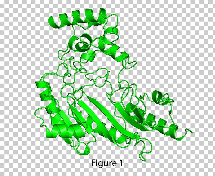 Structural Biology Cell Protein Leaf PNG, Clipart, Area, Biology, Cell, Flora, Grass Free PNG Download