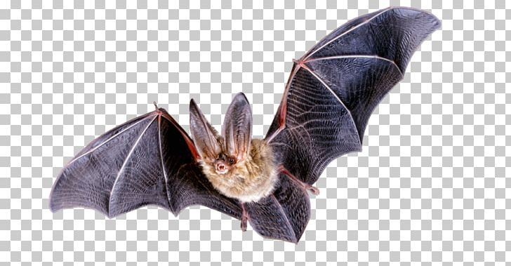 Bat Flight PNG, Clipart, Animals, Bat, Bat Flight, Computer Icons, Discreet Free PNG Download