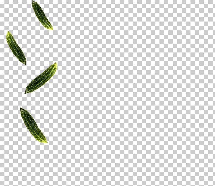 Leaf Plant Stem PNG, Clipart, Branch, Grass, Green, Leaf, Plant Free PNG Download