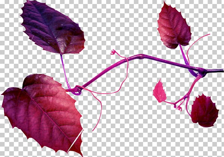 Leaf Portable Network Graphics Petal PNG, Clipart, Albom, Branch, Computer Icons, Deco, Download Free PNG Download