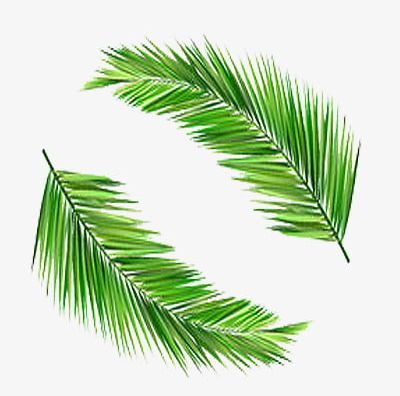 Two Coconut Leaves Material PNG, Clipart, Coconut, Coconut Clipart, Coconut Clipart, Coconut Leaf, Green Free PNG Download