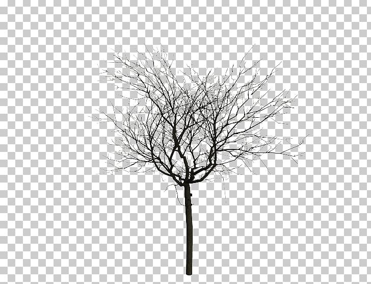Tree Oak PNG, Clipart, Black And White, Branch, Computer Icons, Icon Design, Line Free PNG Download