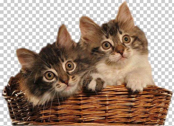Big Cat Kitten Tiger PNG, Clipart, Animal, Animals, Anne St Marie, Basket, Basket Cat Free PNG Download