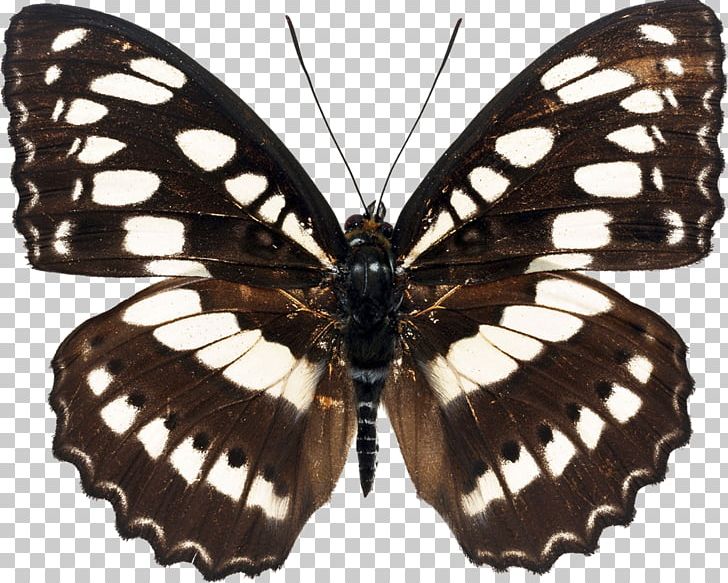Butterfly Paper Euploea Core Photography Athyma Selenophora PNG, Clipart, Arthropod, Brush Footed Butterfly, Butterfly, Desktop Wallpaper, Euploea Core Free PNG Download