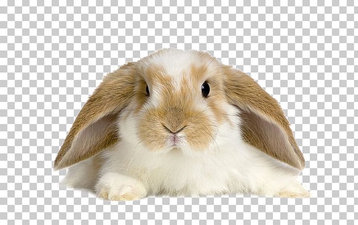 Lop Rabbit Desktop Domestic Rabbit Tan Rabbit PNG, Clipart, Animals, Bely, Cuteness, Desktop Wallpaper, Display Resolution Free PNG Download