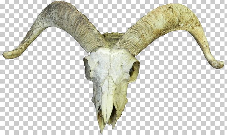 Goat Cattle Skull Horn Bone PNG, Clipart, Animal, Animals, Bone, Caprinae, Cattle Free PNG Download