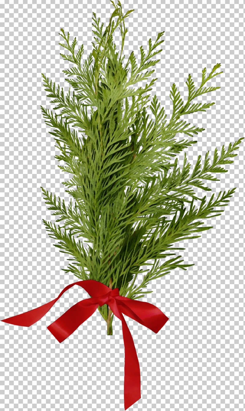 Yellow Fir Tree Plant Oregon Pine Leaf PNG, Clipart, American Larch, Conifer, Leaf, Oregon Pine, Paint Free PNG Download