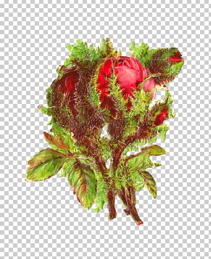 Cut Flowers Portulaca Grandiflora Rose Victorian Era PNG, Clipart, Aquarium Decor, Centifolia Roses, Cut Flowers, Floral Design, Flower Free PNG Download
