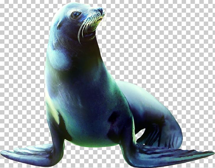 Sea Lion Earless Seal Animal PNG, Clipart, Animation, Anime Girl, Beak, Decorative, Decorative Pattern Free PNG Download