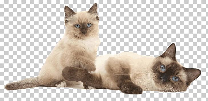 Siamese Cat Birman Ragdoll Balinese Cat Thai Cat PNG, Clipart, Balinese Cat, Birman, British Shorthair, Burmese Cat, Calico Cat Free PNG Download