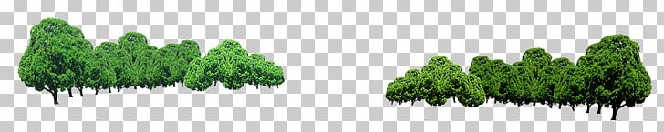 Tree Transparency And Translucency PNG, Clipart, Biome, Branch, Conifer, Forest, Grass Free PNG Download