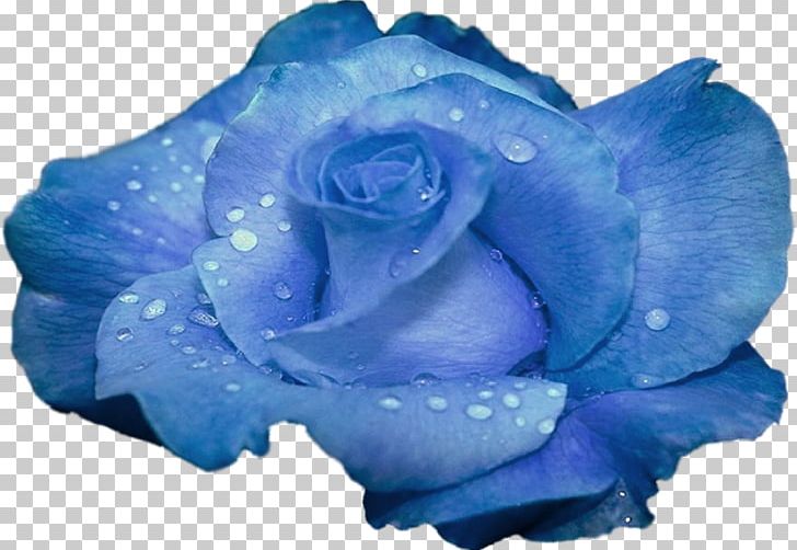 Blue Rose Flower Garden Roses PNG, Clipart, Azure, Blue, Blue Flower, Blue Rose, Color Free PNG Download