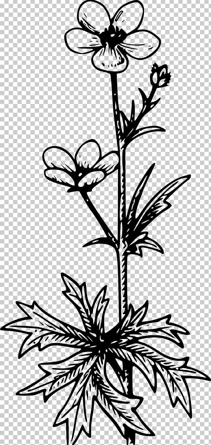 Buttercup Wildflower PNG, Clipart, Artwork, Black And White, Botany, Branch, Buttercup Free PNG Download
