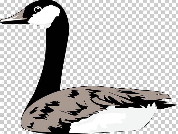 Duck Domestic Goose Cygnini Bird PNG, Clipart, Ani, Animal, Animals, Animal Vector, Bird Free PNG Download