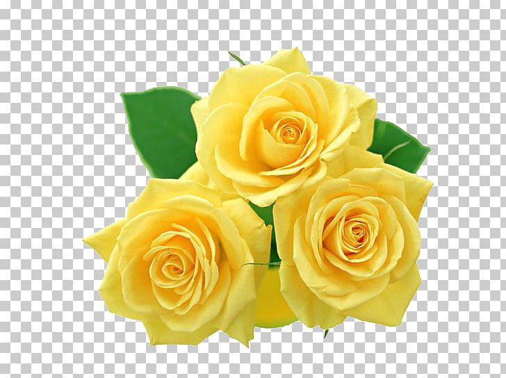 Rose Yellow PNG, Clipart, Clip Art, Cut Flowers, Download, Floral Design, Floristry Free PNG Download