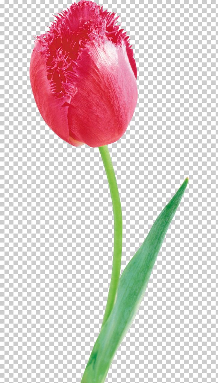 Tulip Cut Flowers Petal Plant Stem PNG, Clipart, Bud, Carnation, Cut Flowers, Download, Flower Free PNG Download