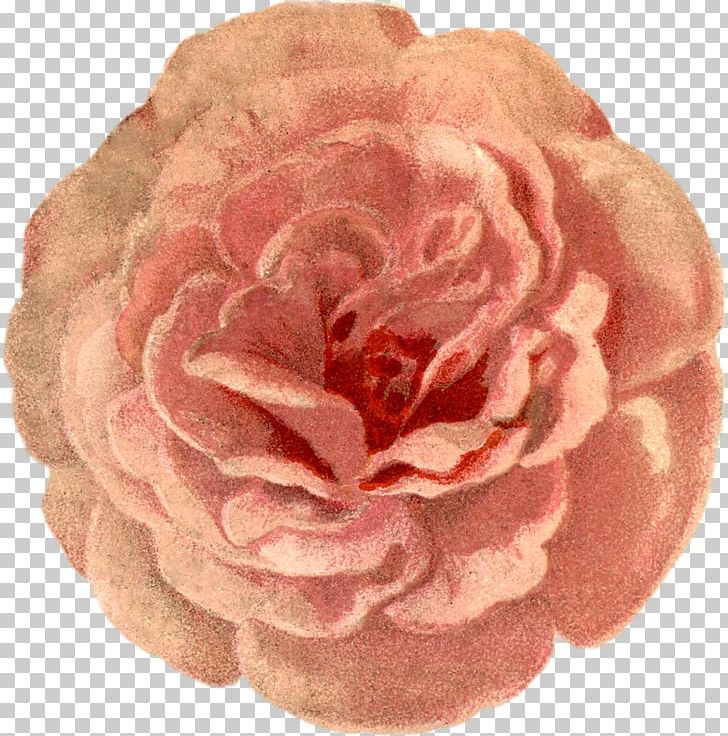 Garden Roses Cut Flowers Petal PNG, Clipart, Cut Flowers, Flower, Flowers, Garden, Garden Roses Free PNG Download