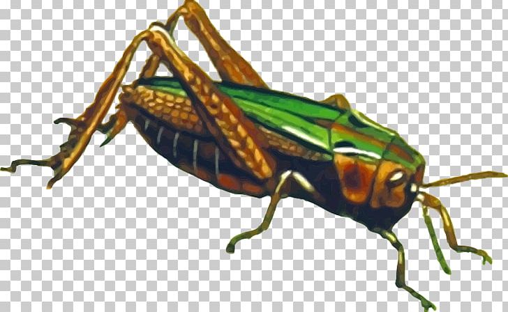 Insect Grasshopper Portable Network Graphics PNG, Clipart, Animal, Animals, Arthropod, Bader, Beetle Free PNG Download